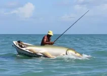abertura da pesca do mapará