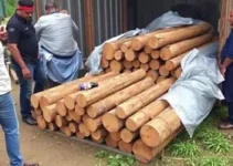 apreensão de bebidas e madeira no Pará