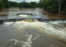 fluxo do miriti