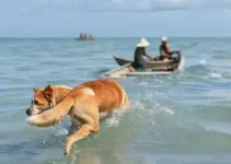 cachorro resgatado no Pará