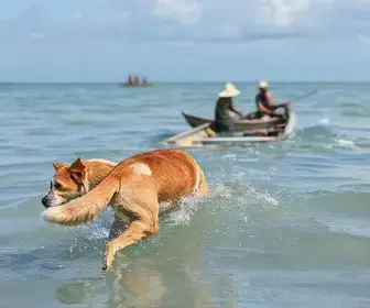 cachorro resgatado no Pará